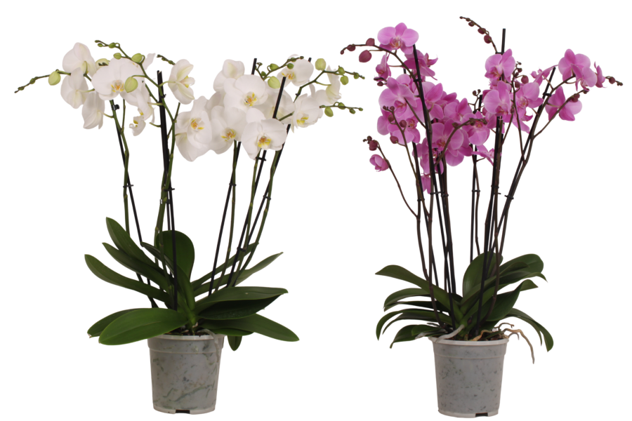 Phalaenopsis XXL 
