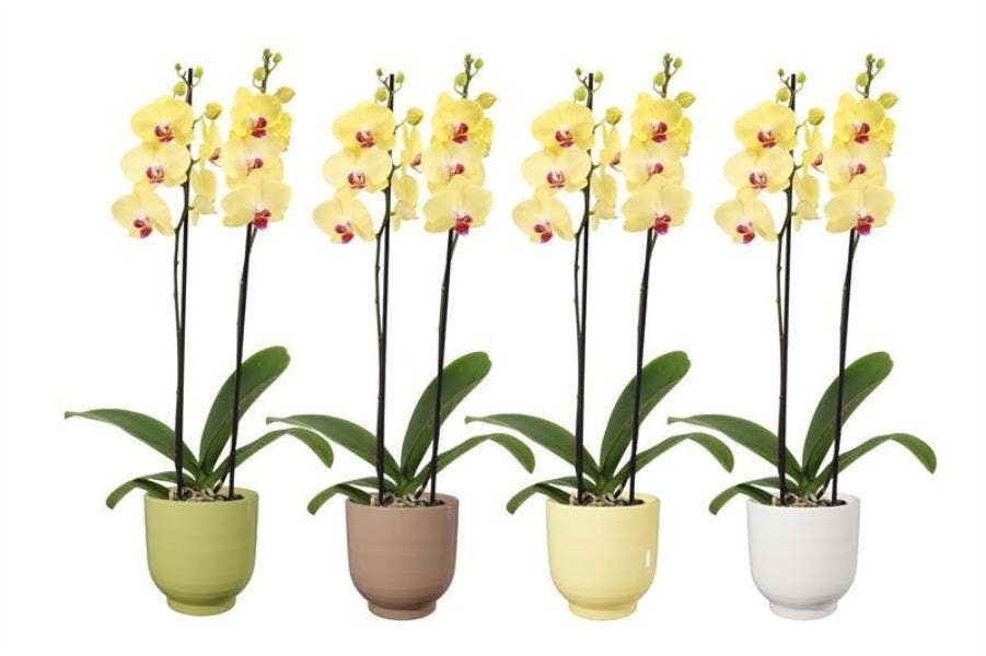 Phalaenopsis Yellow in Fem easter