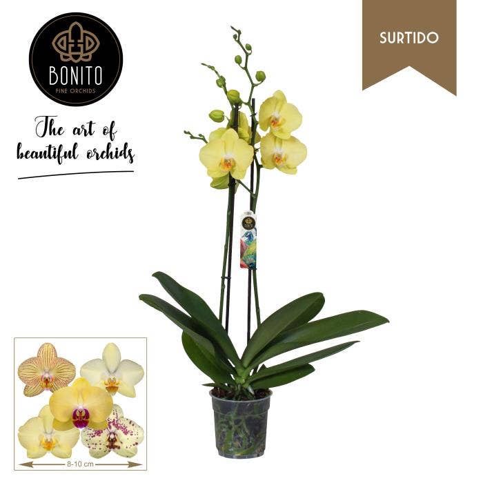 Phalaenopsis yellow