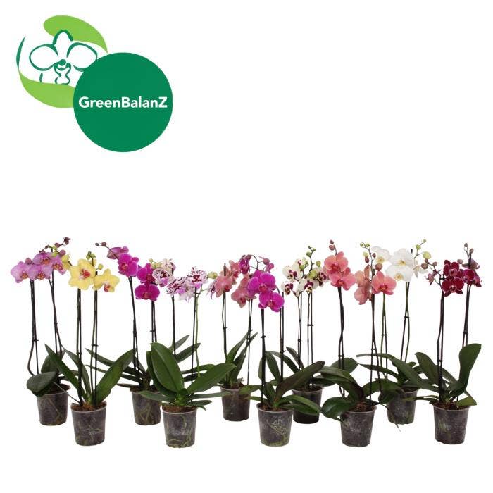 Phalaenopsis