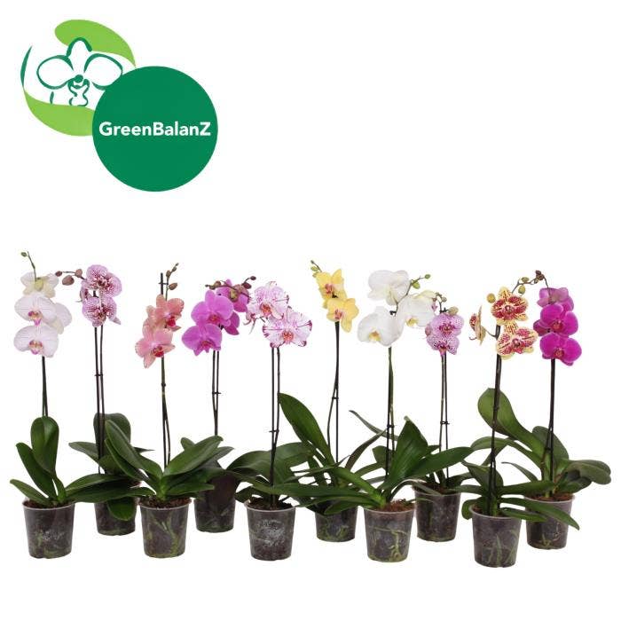 Phalaenopsis