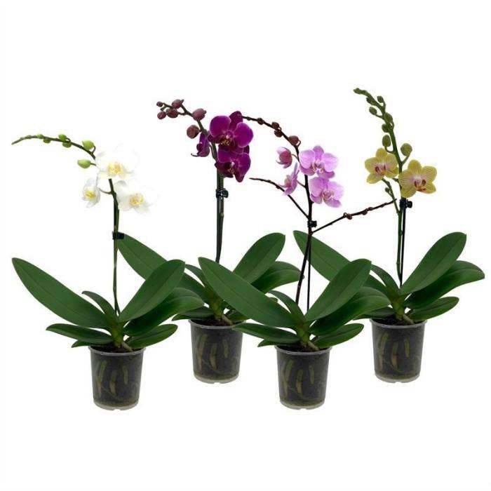 Phalaenopsis