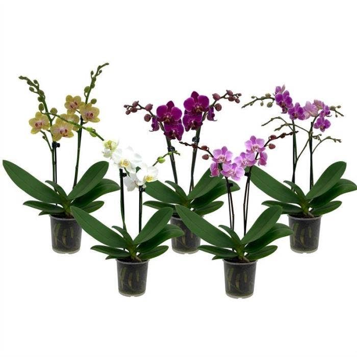 Phalaenopsis