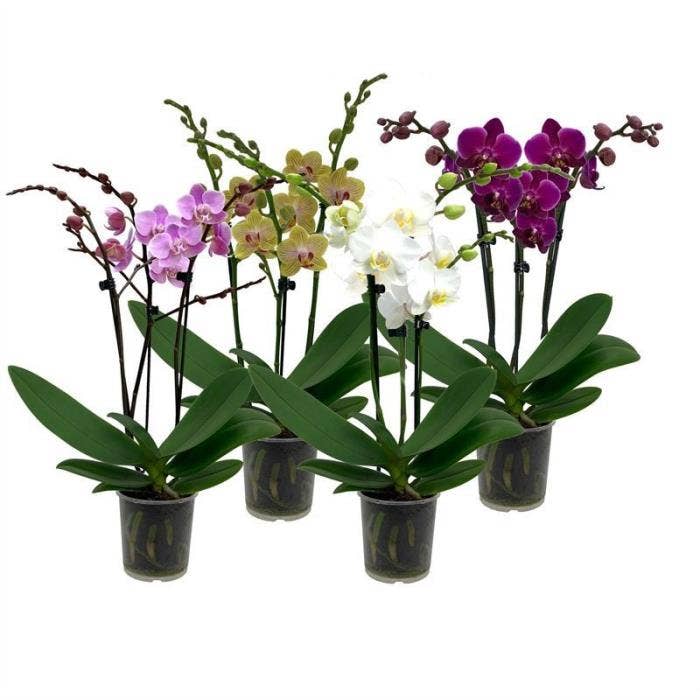 Phalaenopsis