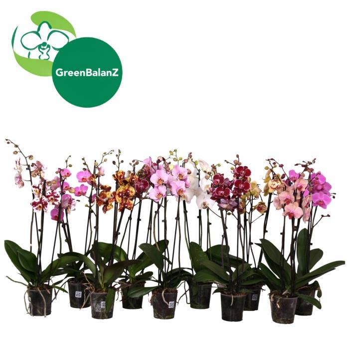 Phalaenopsis 