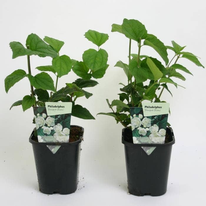Philadelphus 'Bouquet Blanc'