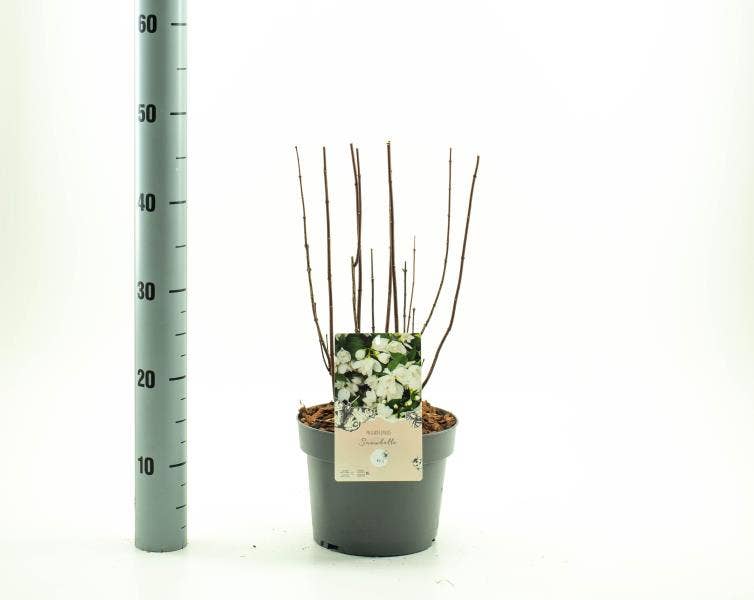 Philadelphus 'Snowbelle'