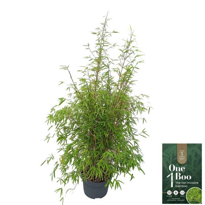 Phillyrea ang. ''Angustissima'