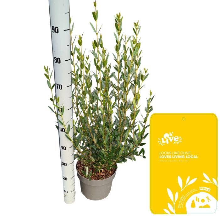 Phillyrea ang. 'Green line'