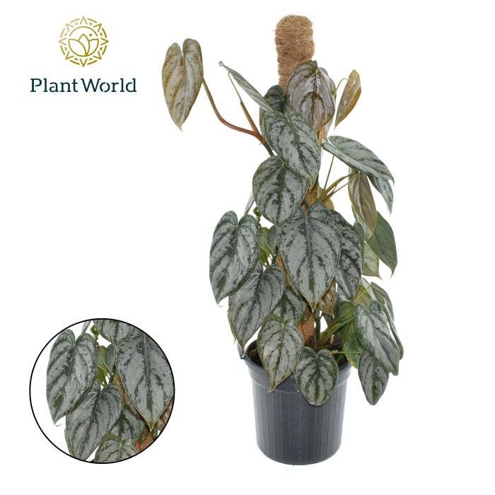 Philodendron brandtianum