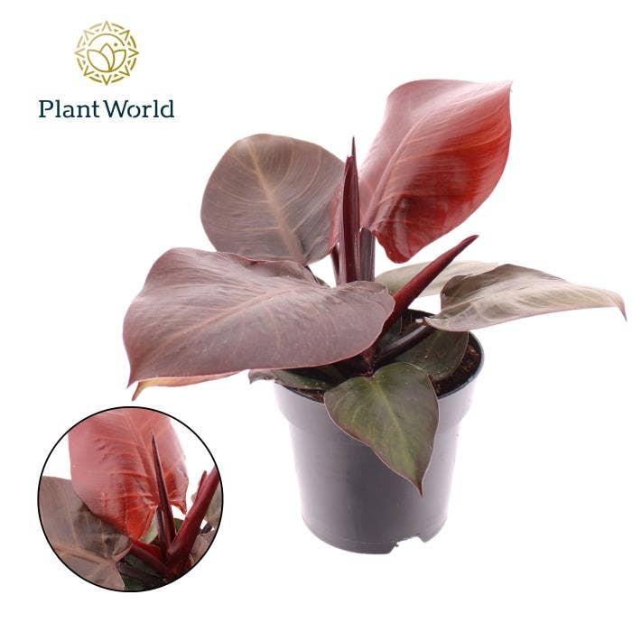 Philodendron Cherry Red