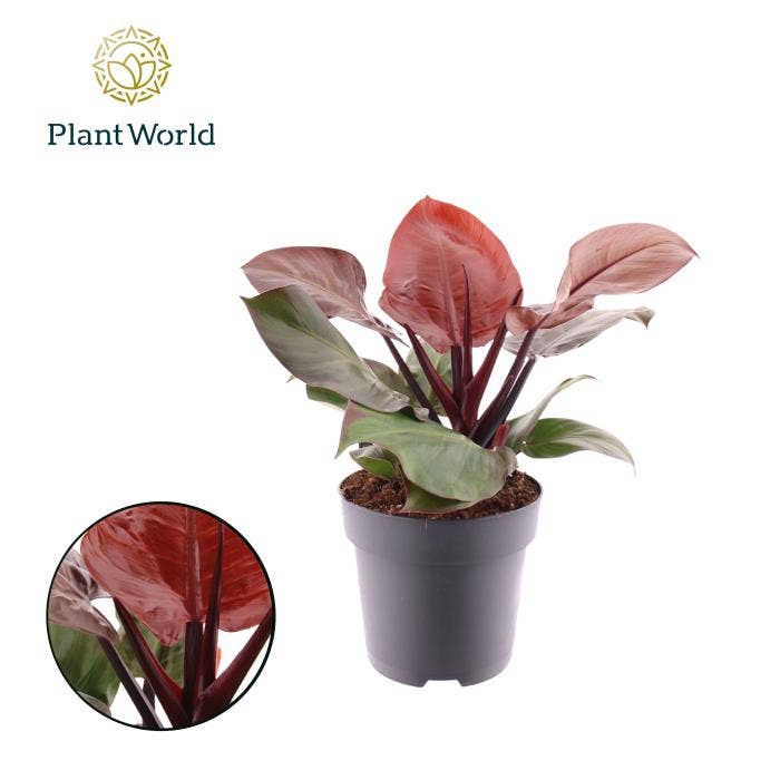 Philodendron Cherry Red
