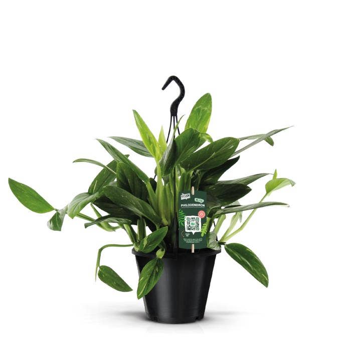 Philodendron Cobra