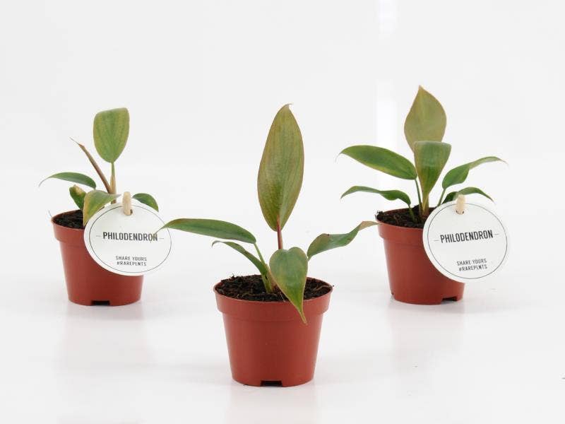 Philodendron Florida Bronze