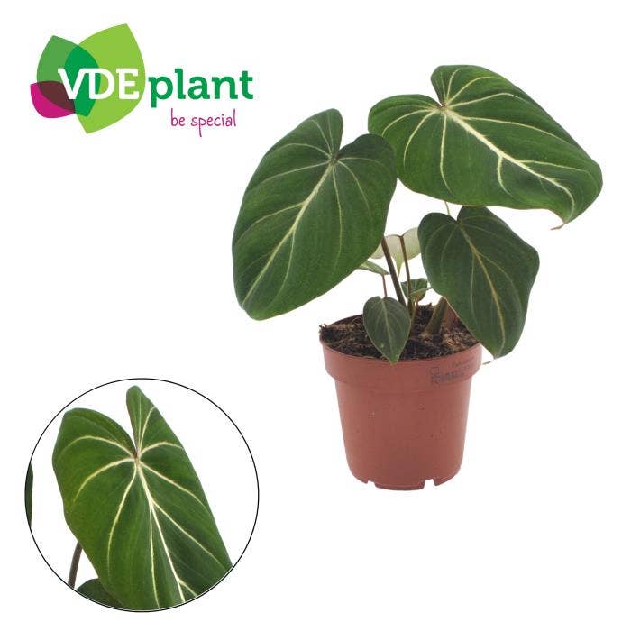 Philodendron gloriosum