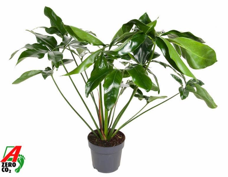 Philodendron Green Wonder