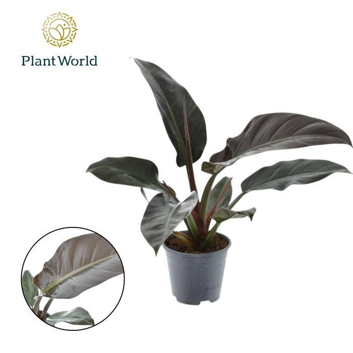 Philodendron Imperial Red