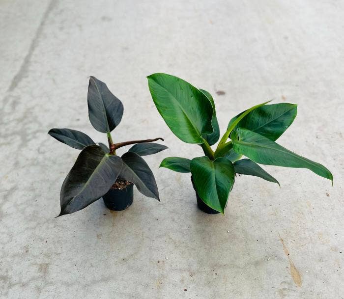 Philodendron Imperial