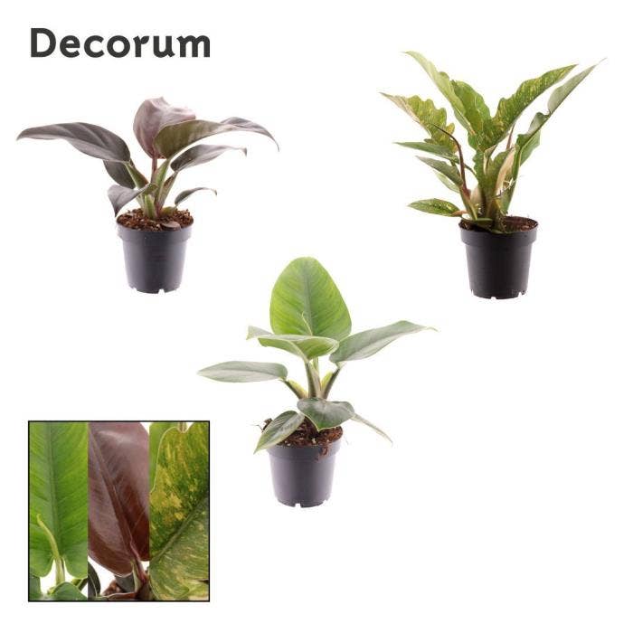 Philodendron Imperial