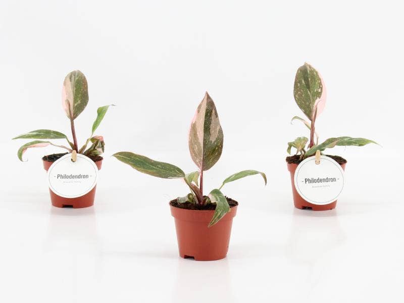 Philodendron Pink Princess