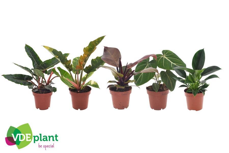 Philodendron (premium)