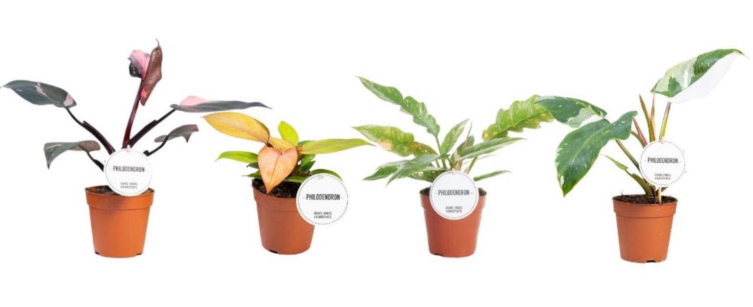 Philodendron Princess