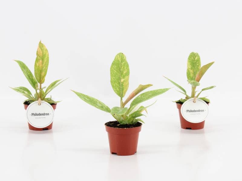 Philodendron Ring of Fire