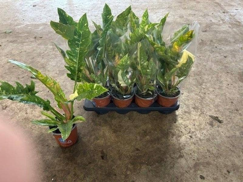 Philodendron Ring of Fire