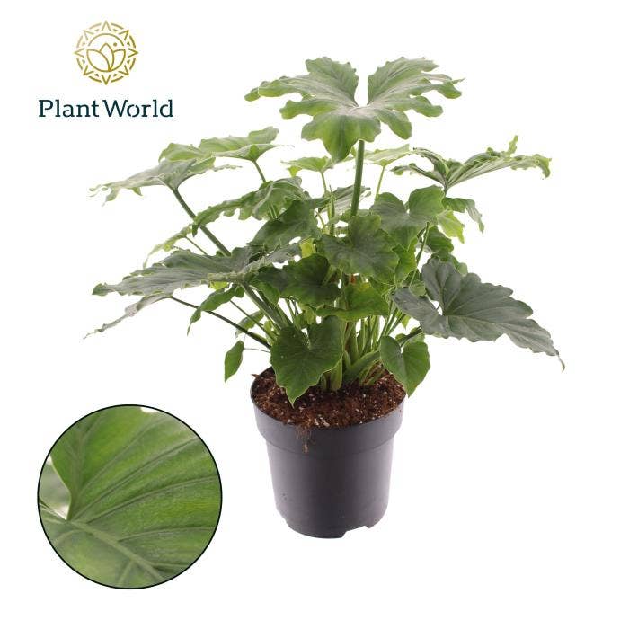 Philodendron Shangri La