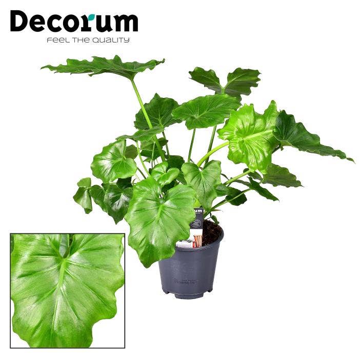 Philodendron Shangri La