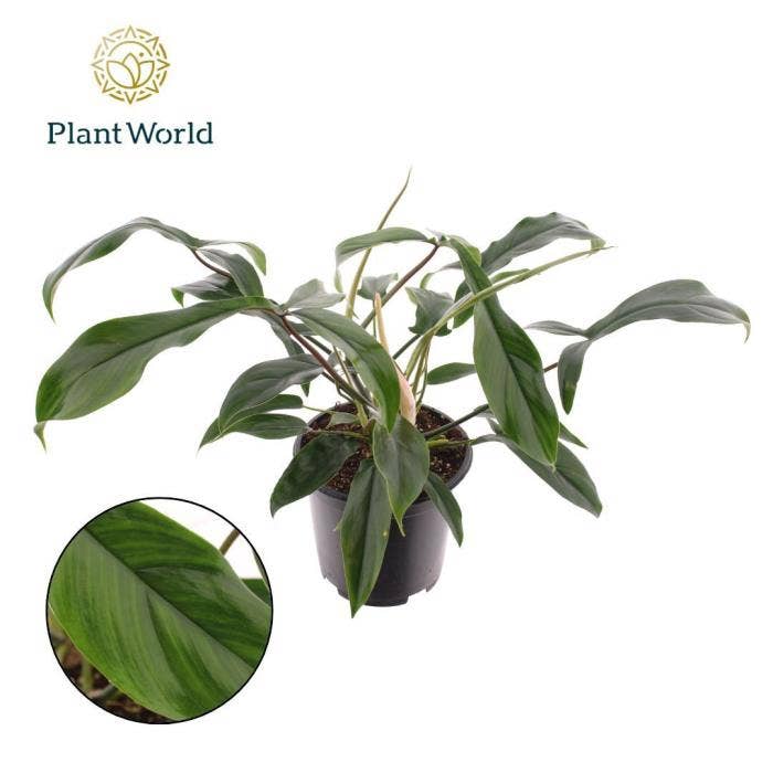 Philodendron sp. (bipennefolium x pedatum)