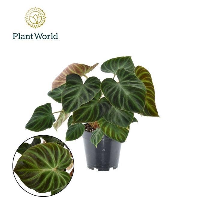 Philodendron verr. Incensi