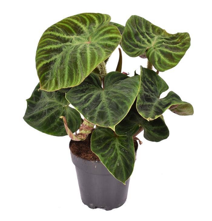 Philodendron Verrucosum Incensi compactum