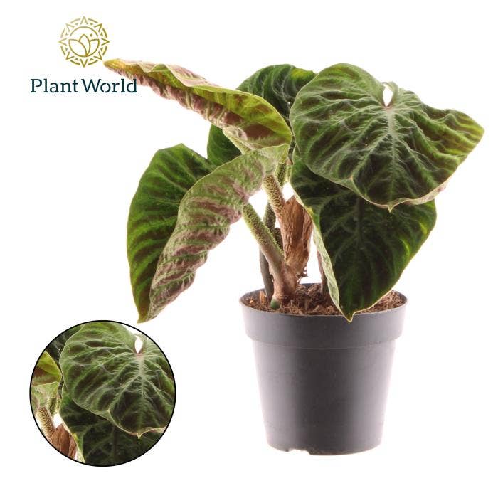 Philodendron verrucosum Incensi compactum
