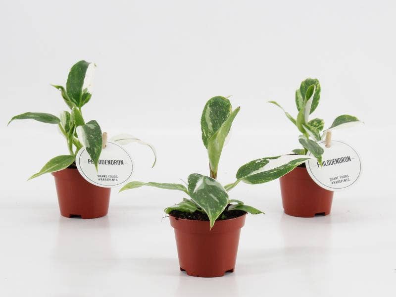 Philodendron White Princess