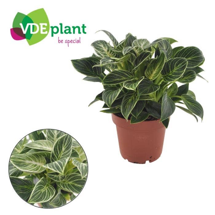Philodendron White Wave Mini