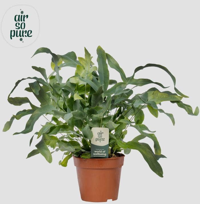 Phlebodium Blue Star