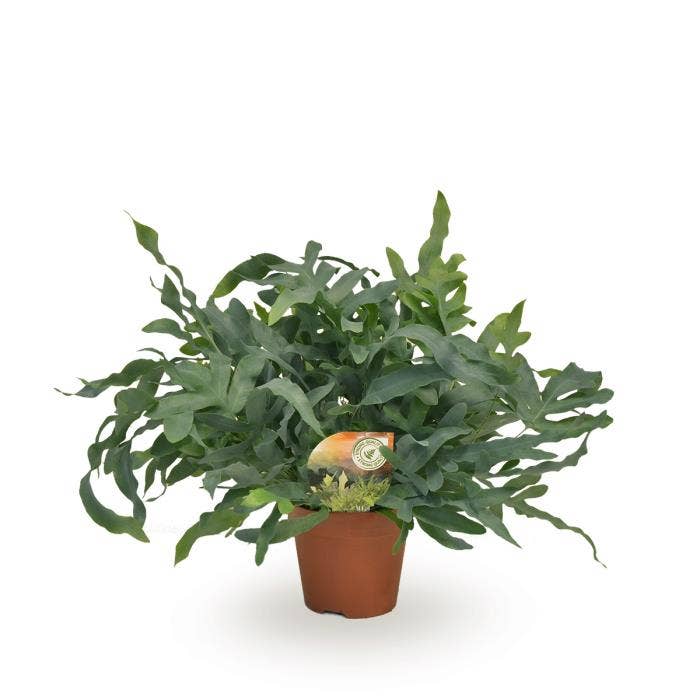 Phlebodium Blue Star