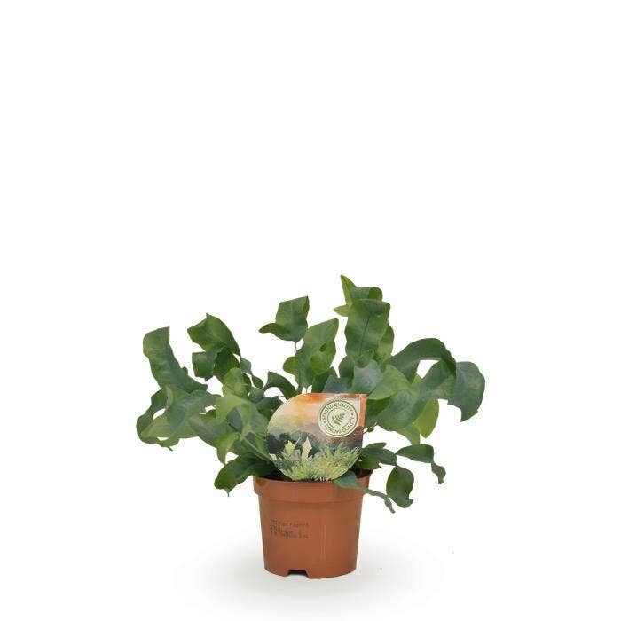 Phlebodium Blue Star