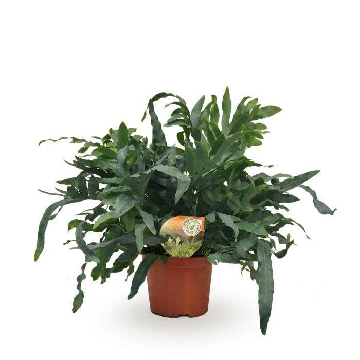 Phlebodium Blue Star