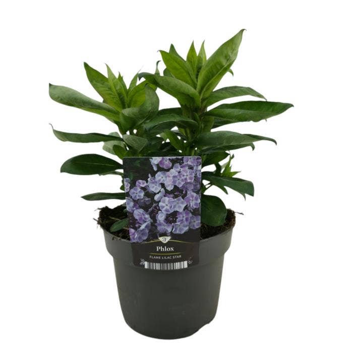 Phlox Flame Lilac Star
