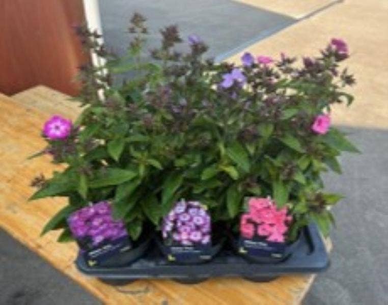 Phlox pan. Sweet Summer