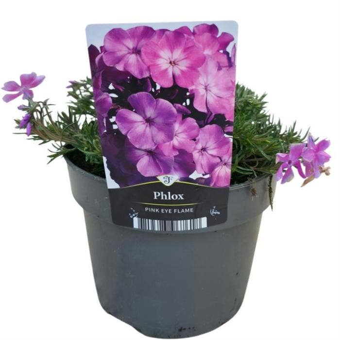 Phlox subulata MacDaniel's Cushion