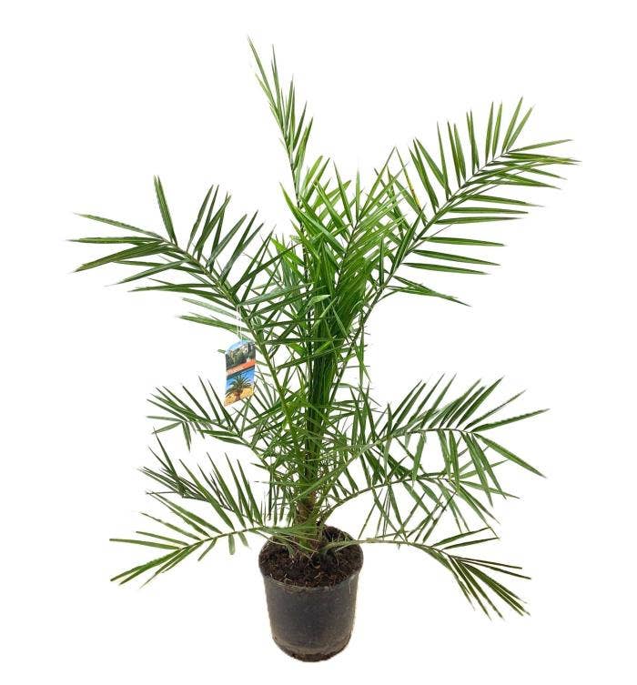 Phoenix canariensis