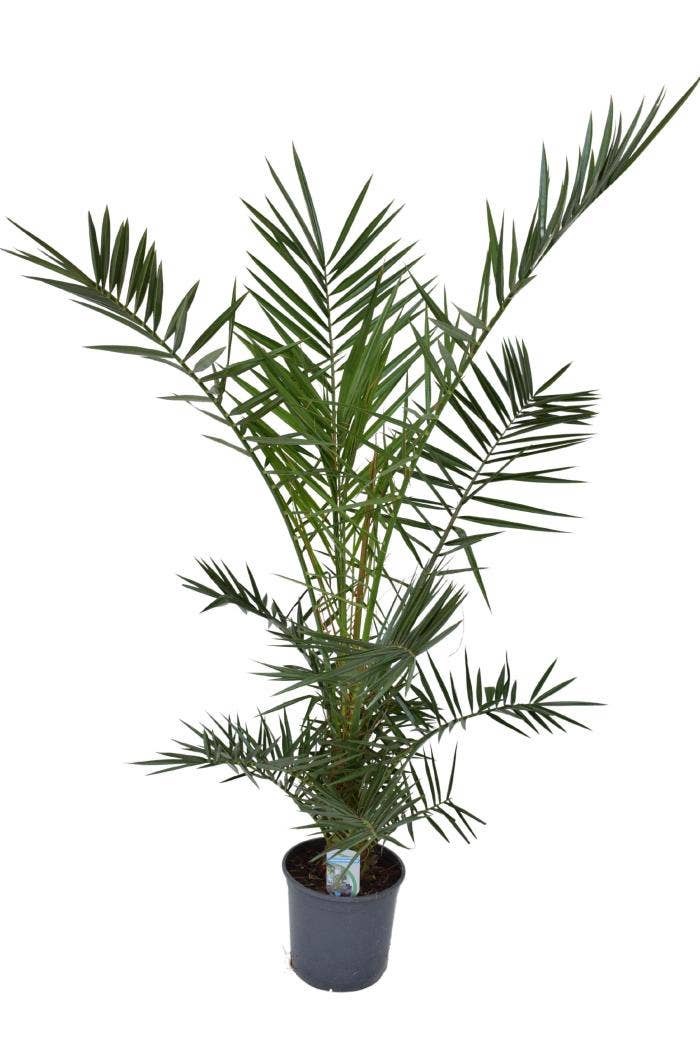 Phoenix canariensis