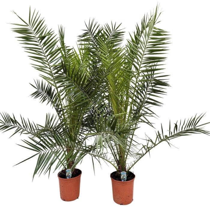 Phoenix canariensis