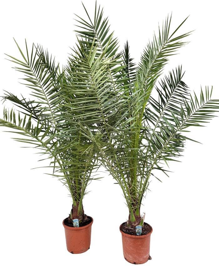 Phoenix canariensis