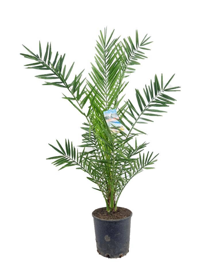 Phoenix canariensis