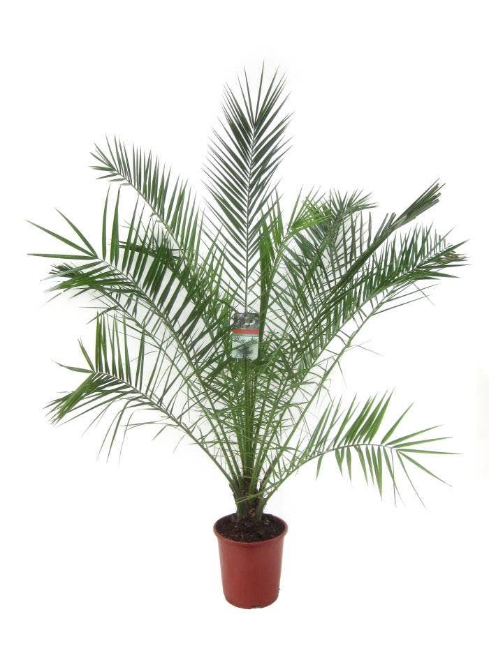 Phoenix canariensis
