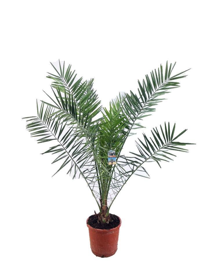 Phoenix canariensis